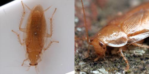 Réf. 270 670 : Ectobius pallidus